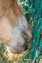 Close up of the horse mouth eating hey Royalty Free Stock Photo