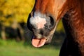 Close up of horse nose and mouth Royalty Free Stock Photo