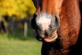 Close up of horse nose and mouth Royalty Free Stock Photo