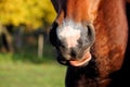 Close up of horse nose and mouth