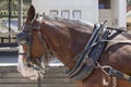 Close up horse in Old Wild West Cowboy town with horse drawn carriage and saloon in background Royalty Free Stock Photo