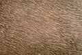 Close-up of horse pelt covered in mud Royalty Free Stock Photo