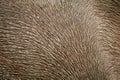 Close-up of horse pelt covered in mud Royalty Free Stock Photo