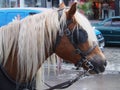 Close up Horse, Phateon of Alsancak Royalty Free Stock Photo