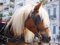 Close up of a horse from the Phateon of Alsancak Royalty Free Stock Photo