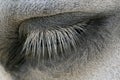 Close up of horse`s closed eye Royalty Free Stock Photo