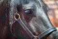 Close-up of a horse`s eye and face. Royalty Free Stock Photo