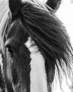 Close up of horse`s face with flowing mane BW Royalty Free Stock Photo