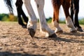 Close-up of a horse`s hind legs and hooves in resting position on a horse pasture paddock at sunset. Typical leg position. Royalty Free Stock Photo