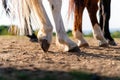 Close-up of a horse`s hind legs and hooves in resting position on a horse pasture paddock at sunset. Royalty Free Stock Photo