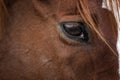 Eye of brown horse with red mane close-up Royalty Free Stock Photo