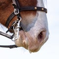 Close up of a horse's nose and bridle in a field Royalty Free Stock Photo