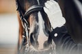 A close-up of the horse`s nose and the rider`s gloved hand. Dressage horse Royalty Free Stock Photo