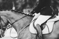 Close up of a horse on show competition in rain.