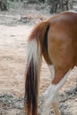 Close up of horse tail