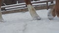 Close-up of a horse's hooves and legs of a person walking next to it