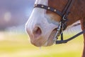 Close up of a horse& x27;s nose and bridle in a field Royalty Free Stock Photo