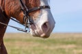Close up of a horse& x27;s nose and bridle in a field Royalty Free Stock Photo
