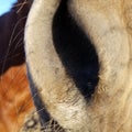 Close up of a horse's nose. He was very curious about my camera.