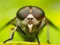 Close up Horsefly, Tabanidae insect hunter Royalty Free Stock Photo