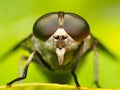 Close up Horsefly, Tabanidae insect hunter