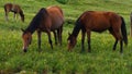 Close-up of horses eating grass in a mountain pasture. Lush green grass, yellow and purple flowers in the background. Royalty Free Stock Photo