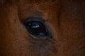 A face shot of a bay horses eye Royalty Free Stock Photo