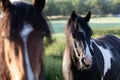 close up of 2 horses in a field