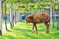 Close-up Horses and Grapes, Image of Ripe Bunche of White Wine