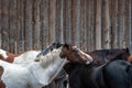 Close up of horses grooming each other in front of the rustic wood wall of an old barn.