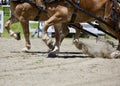 Close-Up of a Horses`s legs while harnessed to pull.