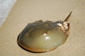 Close up of horseshoe crab in New Jersey Delaware Bay Royalty Free Stock Photo