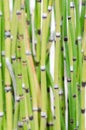 Close-up of a horsetail reed. Royalty Free Stock Photo
