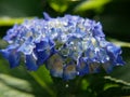 Close up of hortensia blue flowers in Brittany. Hydrangea macrophylla blooming Royalty Free Stock Photo