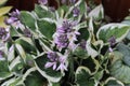 Hosta. commonly known as hostas, plantain lilies in garden.