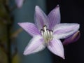 Close-up of Hosta or Funkia flower in blossom