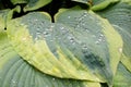 Close up of an hosta leaf