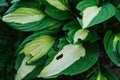 close up of hosta leaves damaged by snails