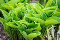 Close up on hosta sieboldiana green leafs