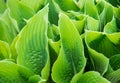Close up on hosta sieboldiana green leafs Royalty Free Stock Photo
