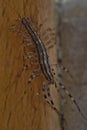 The Close up of the house centipede, Scutigera coleoptrata