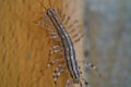 The Close up of the house centipede, Scutigera coleoptrata