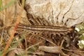 Close up of the house centipede, Scutigera coleoptrata
