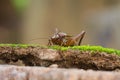 Close up House cricket Acheta domestica Royalty Free Stock Photo