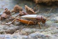 Close up House cricket Acheta domestica Royalty Free Stock Photo