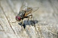 Close up of a house fly Royalty Free Stock Photo