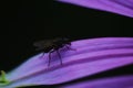 Close up House fly, Fly, House fly on pink flower Royalty Free Stock Photo