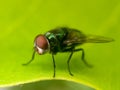 A close up of house fly. House fly micro photography Royalty Free Stock Photo