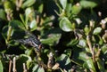 Close up of house fly Royalty Free Stock Photo