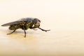 Close up of a House Fly Royalty Free Stock Photo